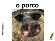 O porco